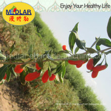 Medlar BCS Certificate Bio Goji Berry